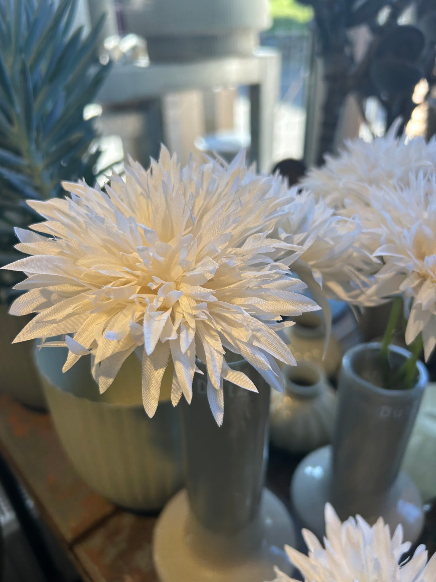 Seidenblume Spider Gerbera