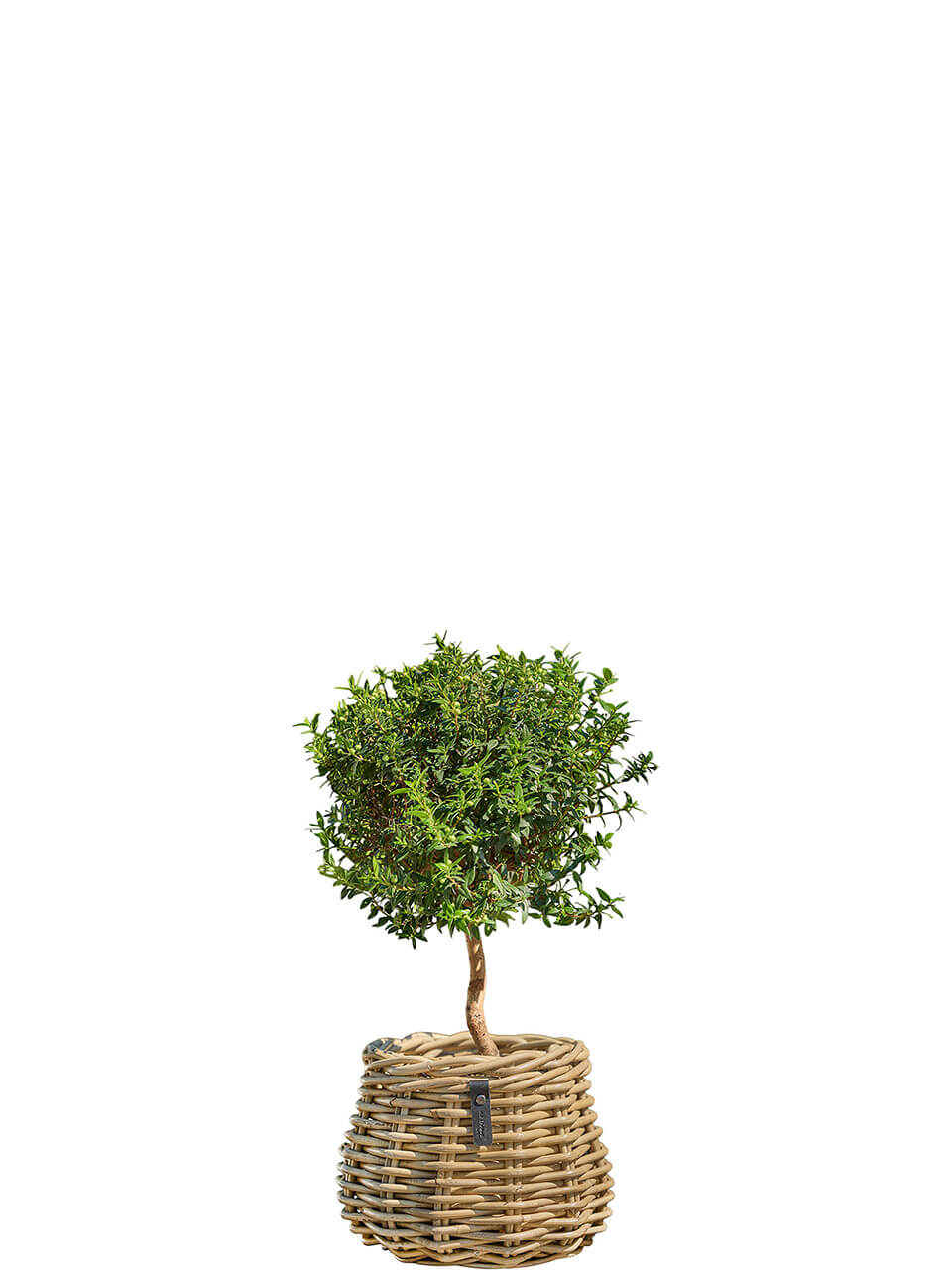 Kubu Rattankorb Pear von A2 Livinbg