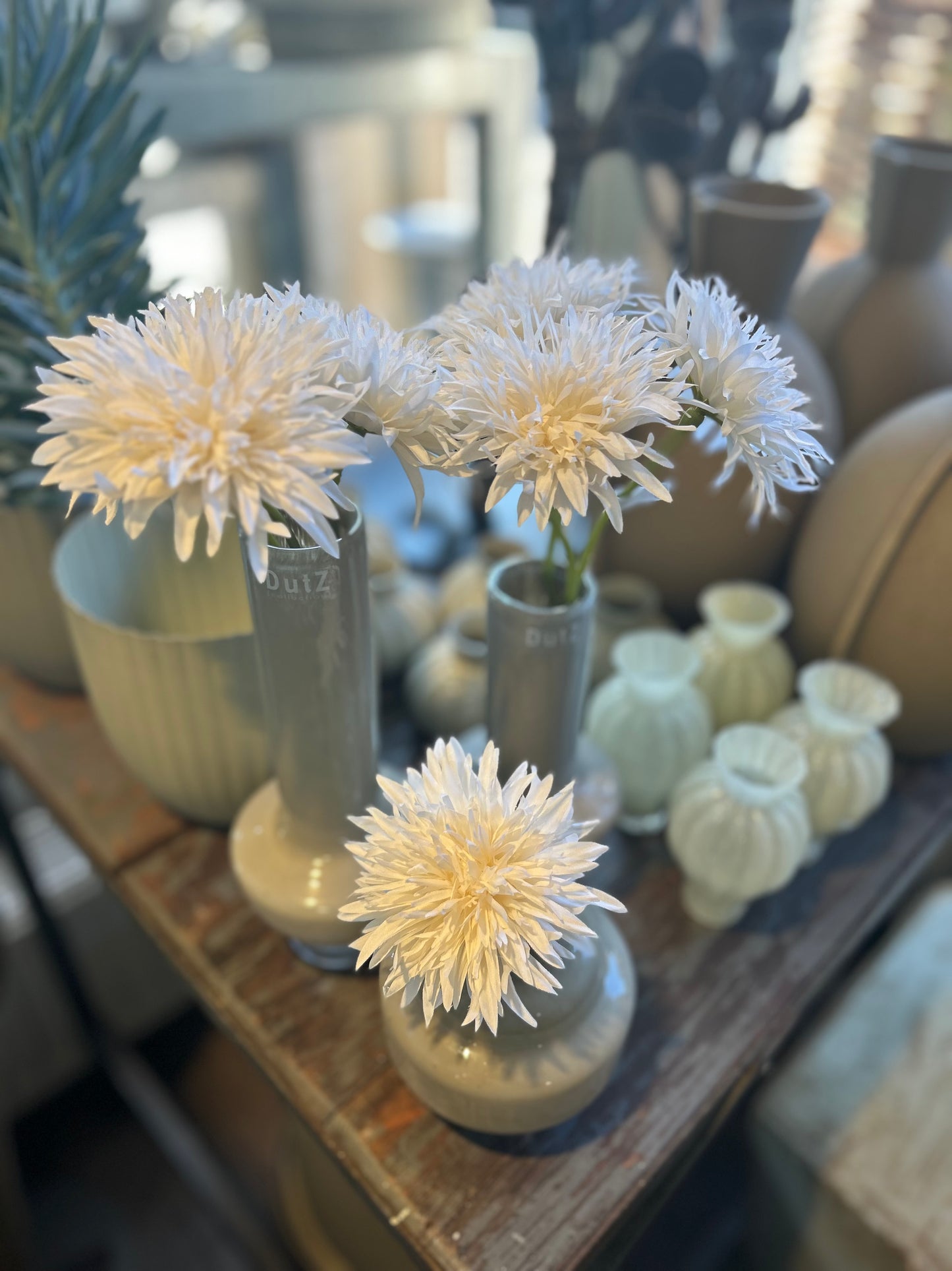 Seidenblume Spider Gerbera