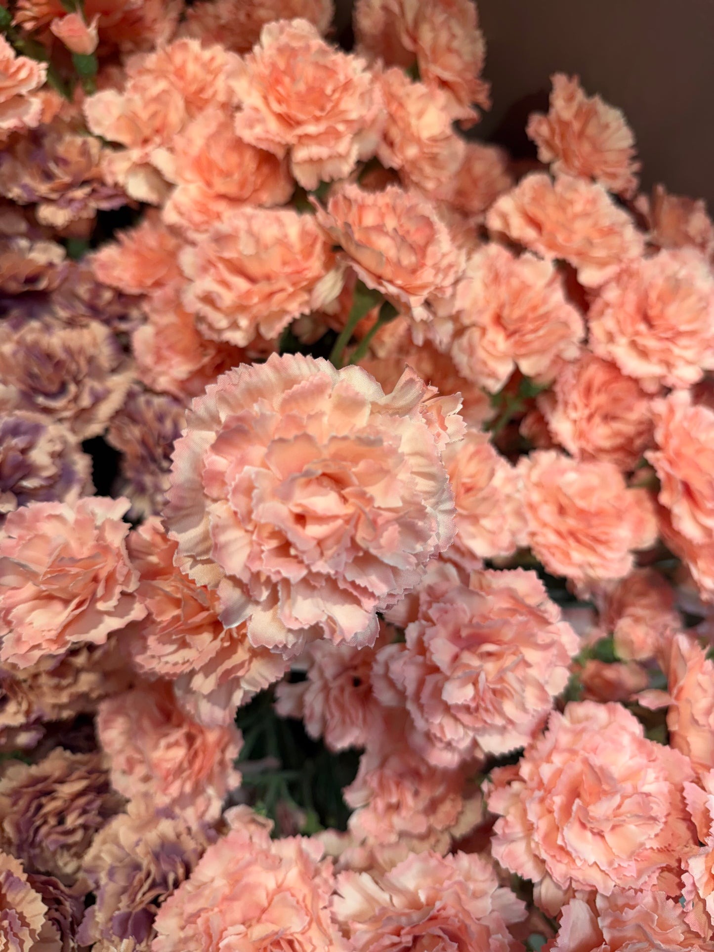 Seidenblume Nelke (Dianthus) Charly in Hellrosa