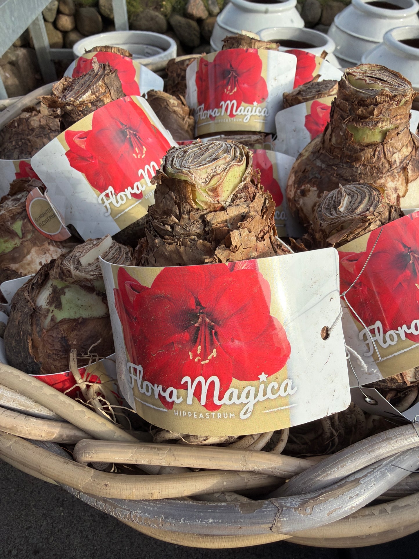 Amaryllis Flora Magica rot