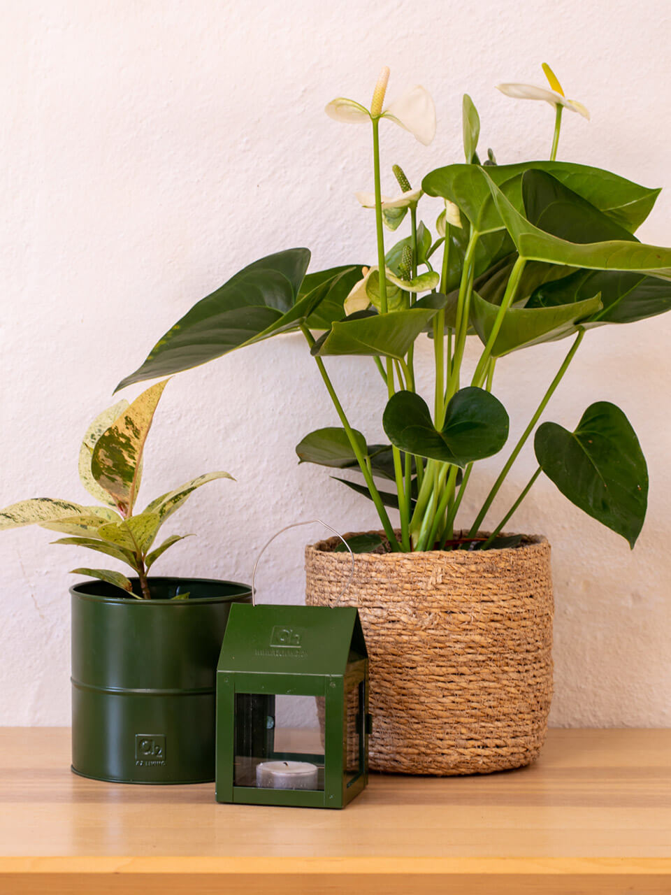 A2 Living Mini Hänge Laterne in Olive Grün
