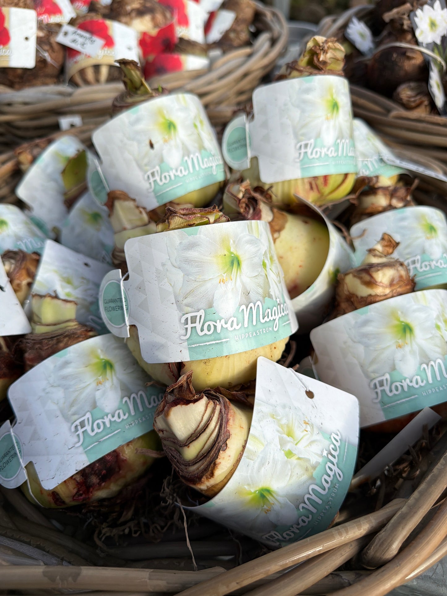 Amaryllis Flora Magica weiß