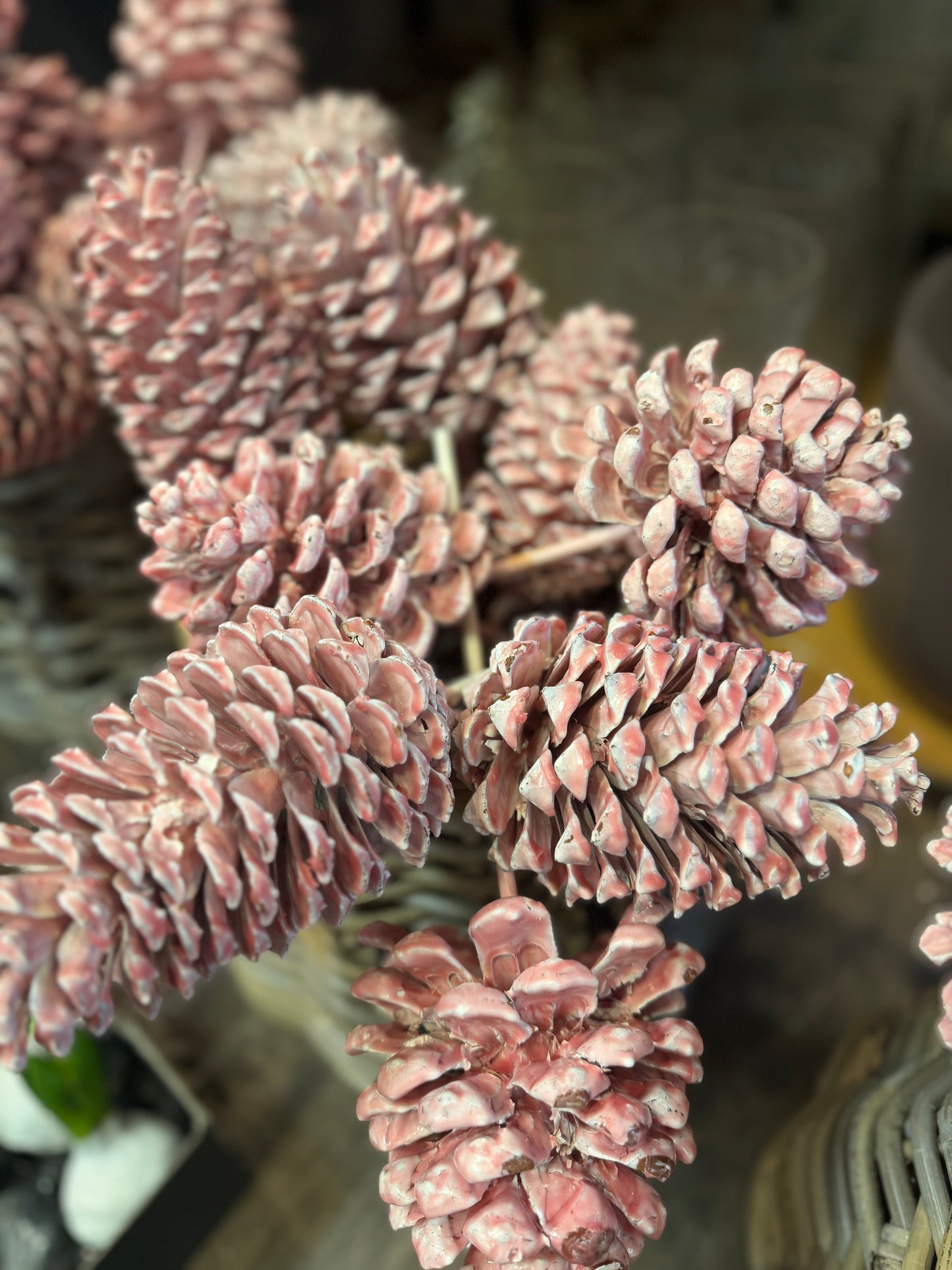 Zapfen gewachst verschiedene Farben