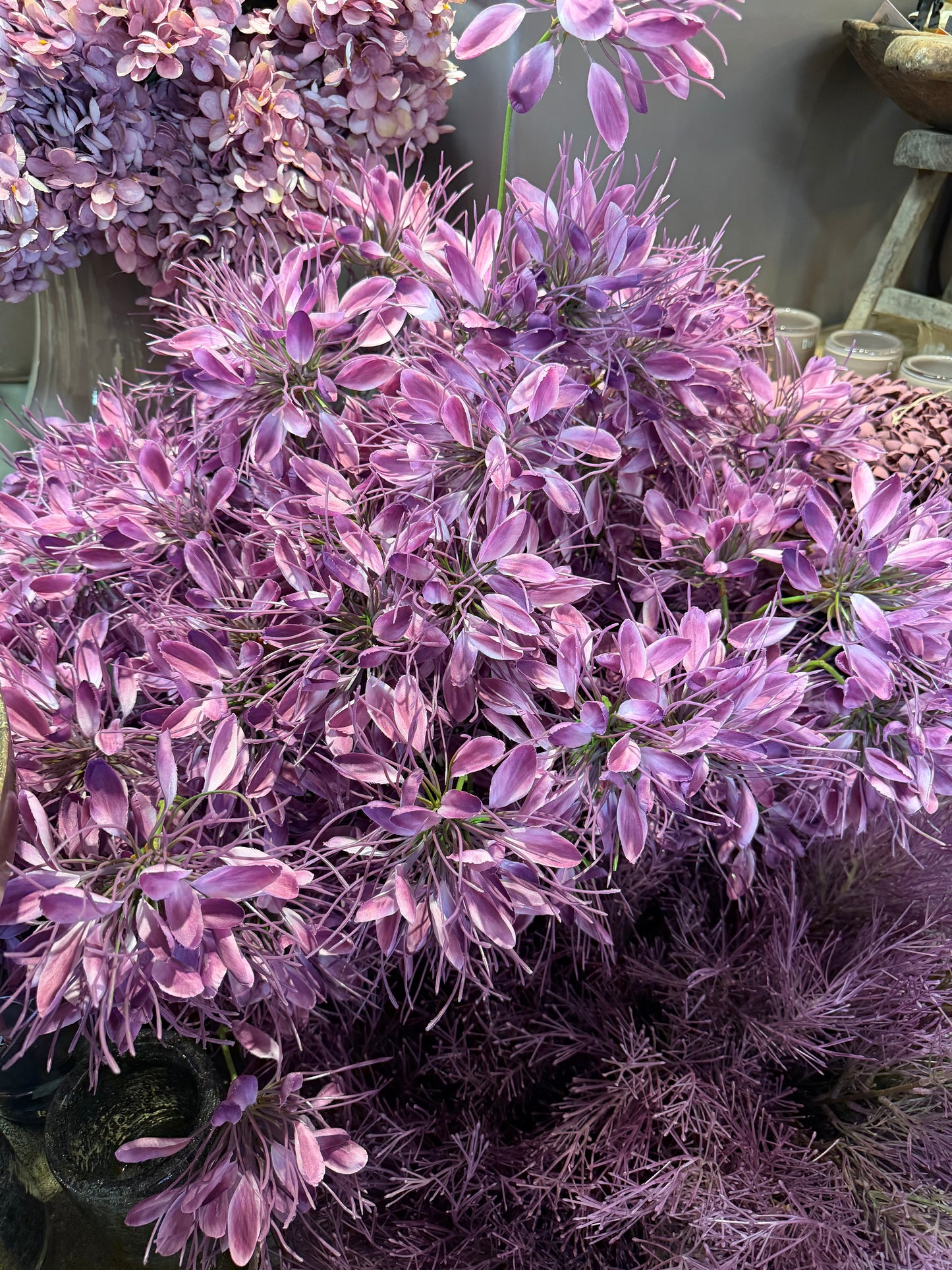 Seidenblume Spider