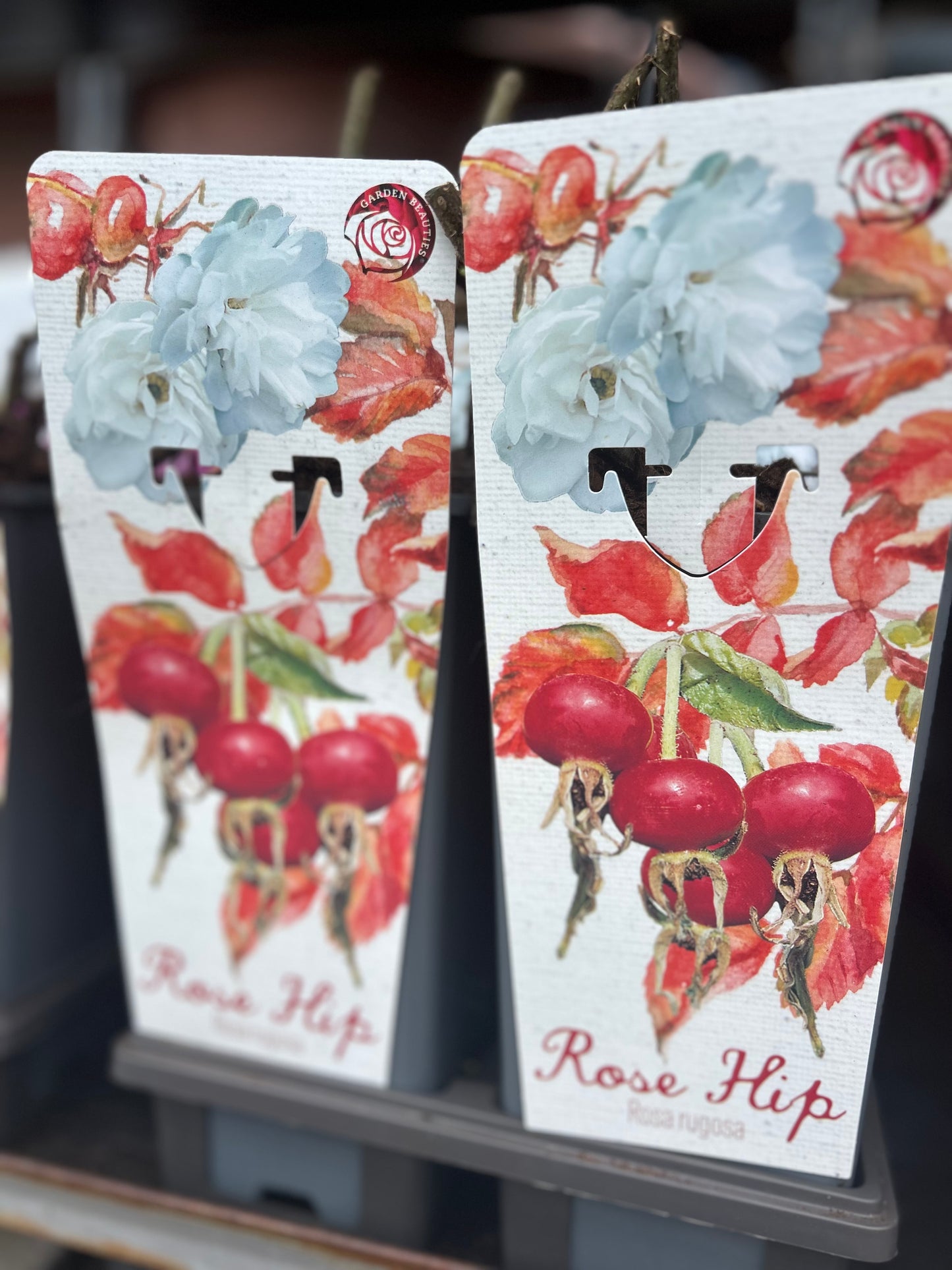 Sylt Rose "Rosa Rugosa"