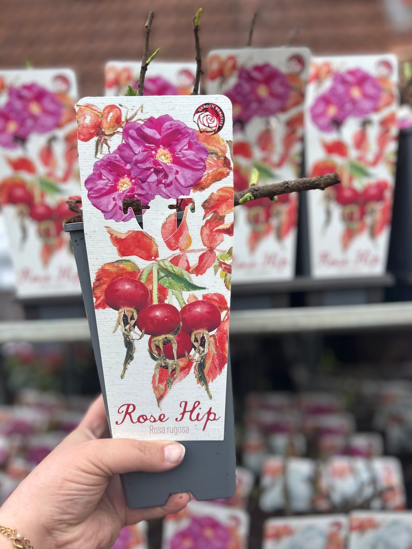 Sylt Rose "Rosa Rugosa"