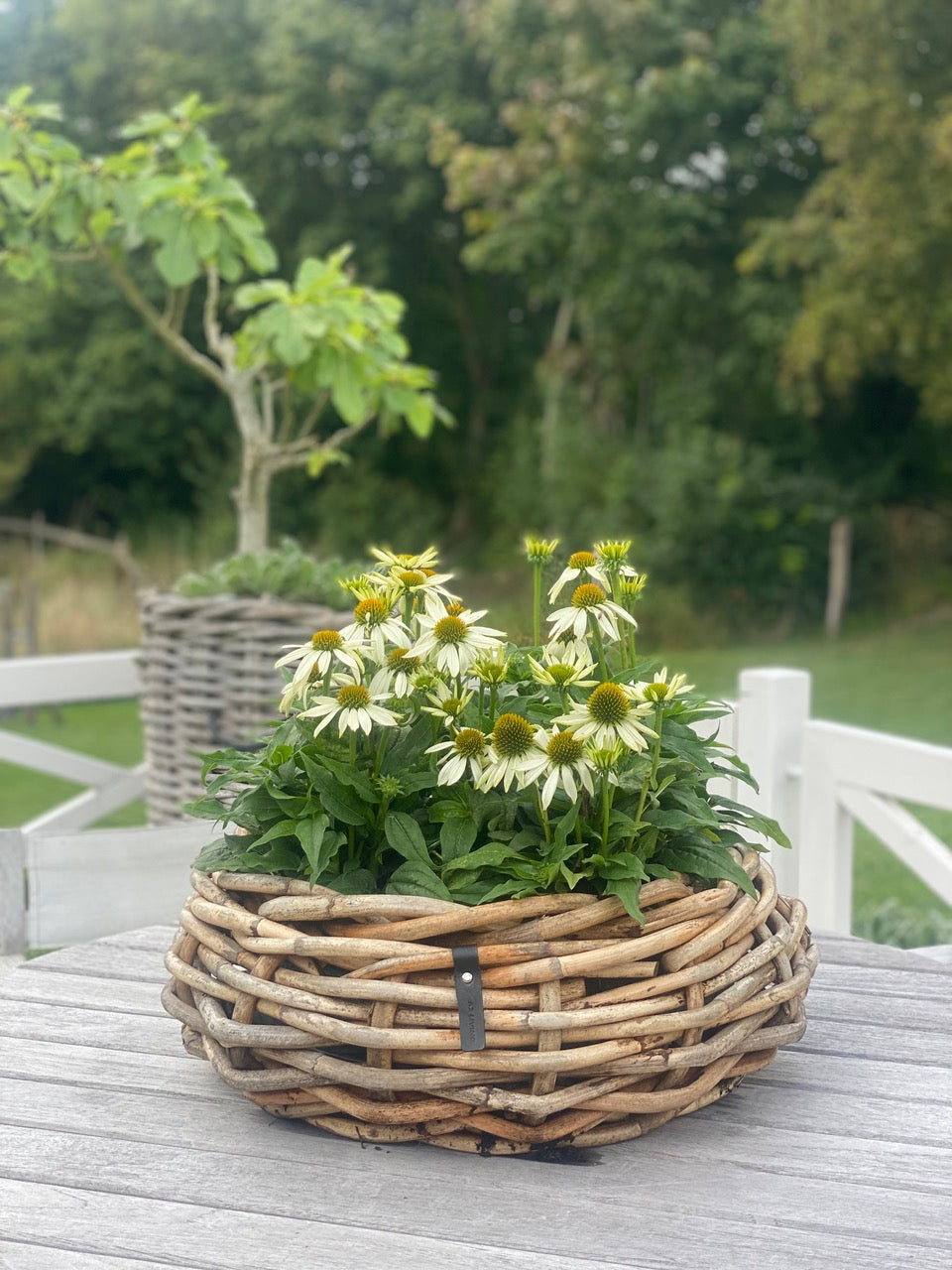 Rattan Korb / Pflanzschale Bowl Klein:Ø36 x H17 cm von A2 Living
