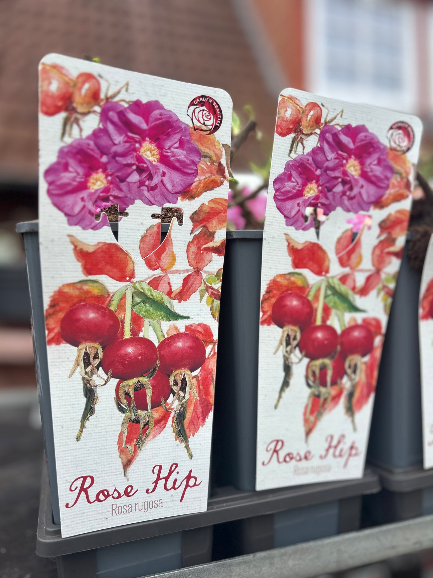 Sylt Rose "Rosa Rugosa"