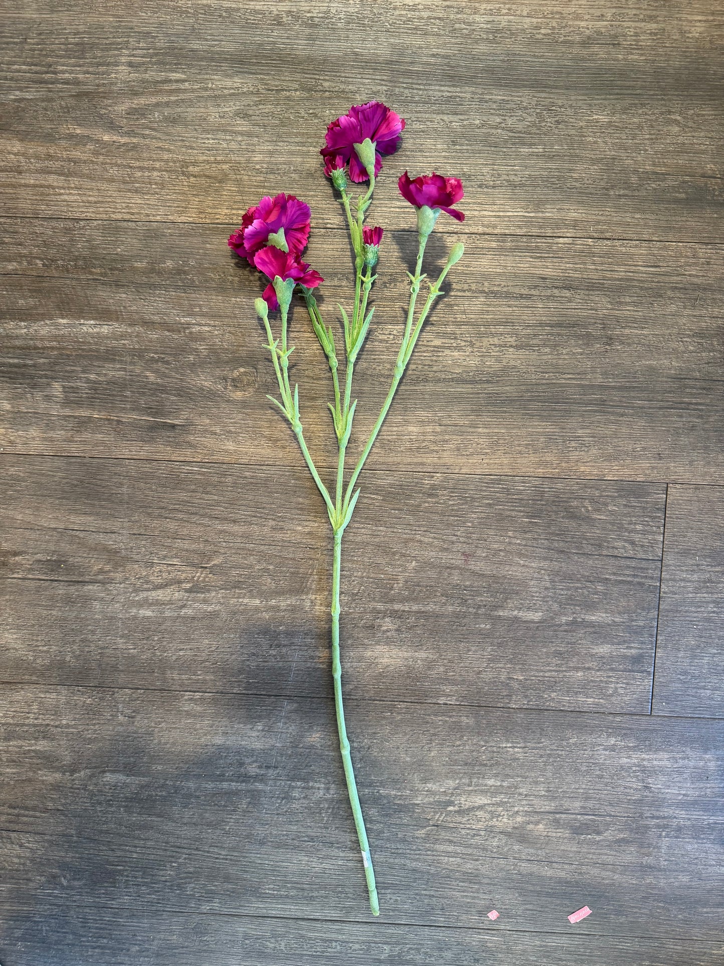 Seidenblume Nelke (Dianthus) Charly in Magenta