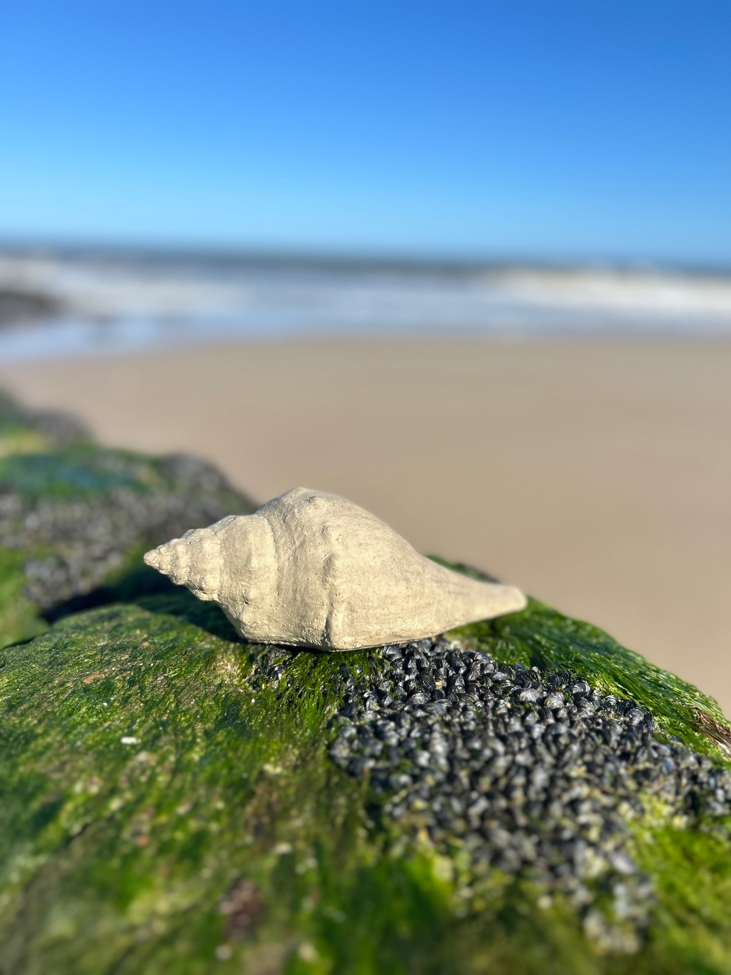kleine Urlaubserinnerung🐚