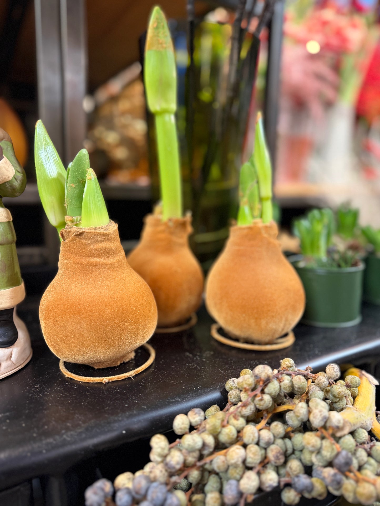 Amaryllis verschiedene Farben