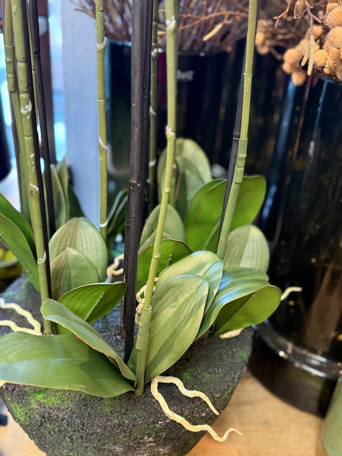 Seidenblume Orchidee Pflanze XXL