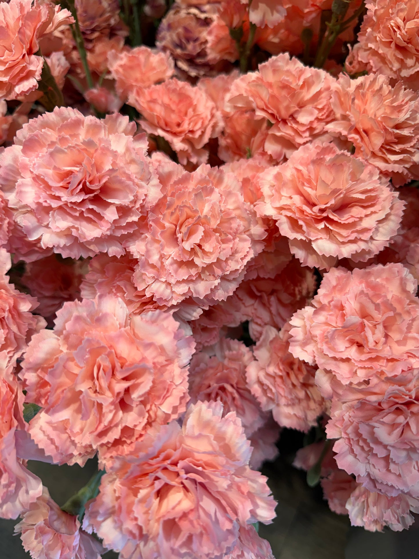 Seidenblume Nelke (Dianthus) Charly in Hellrosa