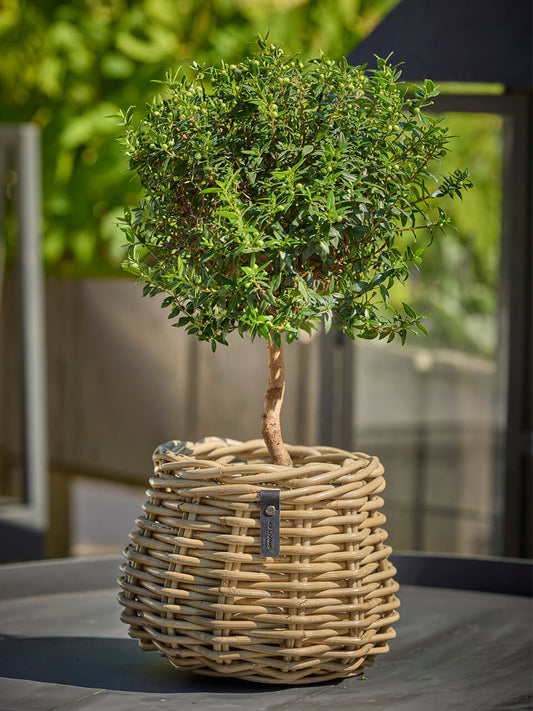 Kubu Rattankorb Pear von A2 Livinbg