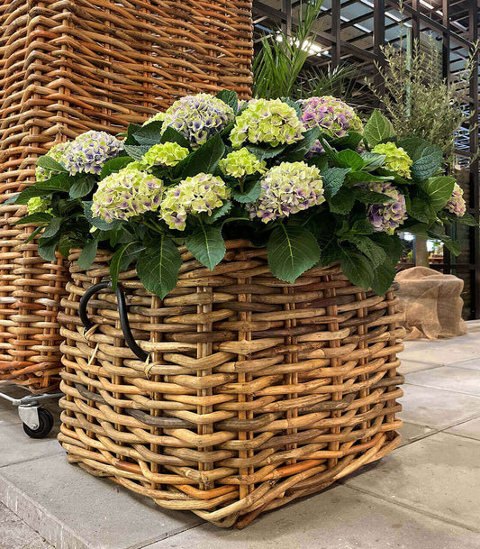 A2 Living Mega Low eckiger Rattankorb inklusive Fracht aus Dänemark