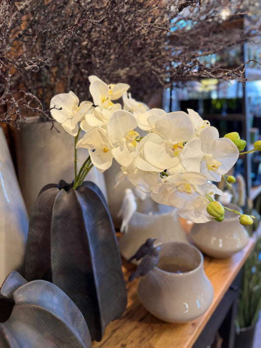 Seidenblume Orchideenzweig