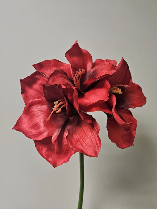 Seidenblume Amaryllis