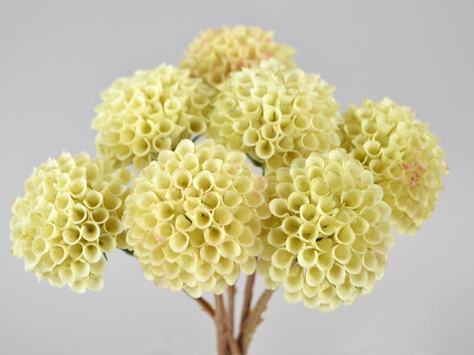 Seidenblumen Dahlien-Bund Beige Seidenblume/Kunstblume