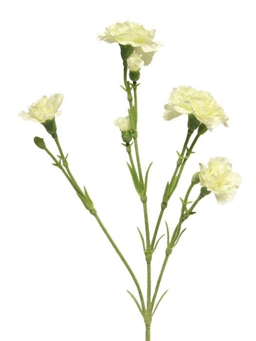 Seidenblume Nelke (Dianthus) Charly in Creme