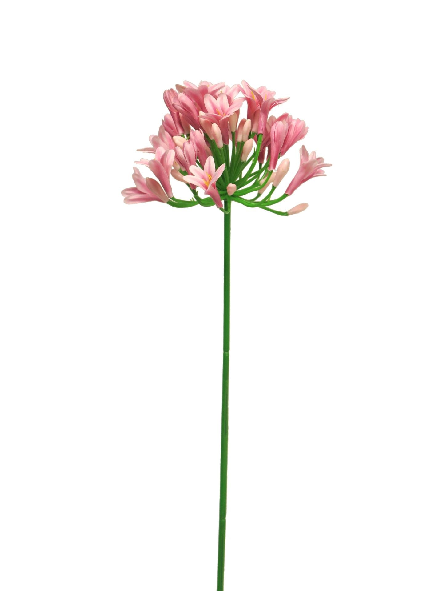 Seidenblume Agapanthus Lady