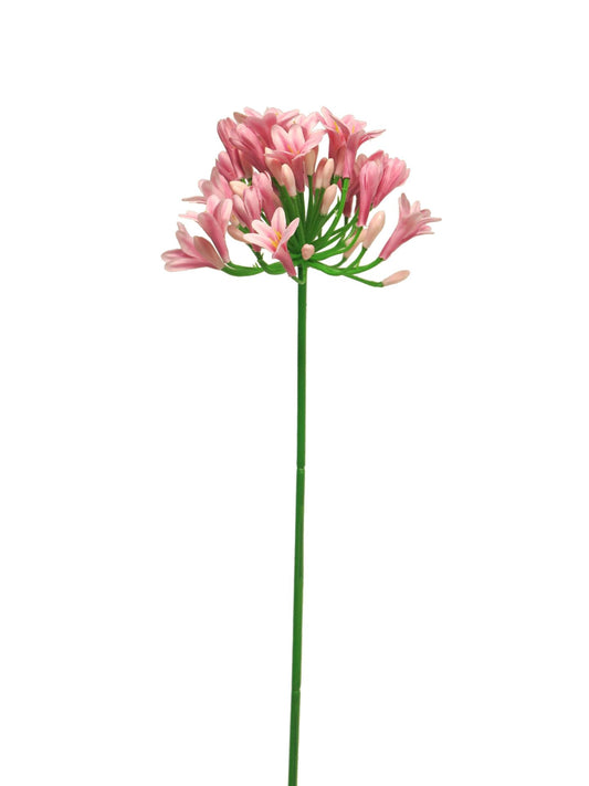 Seidenblume Agapanthus Lady