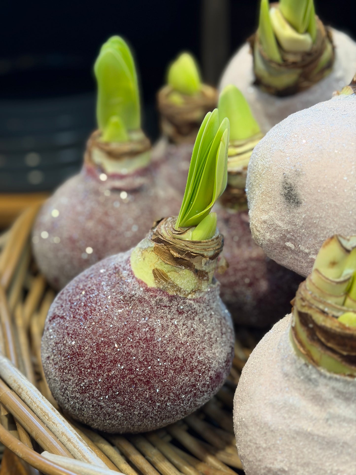 Amaryllis verschiedene Farben
