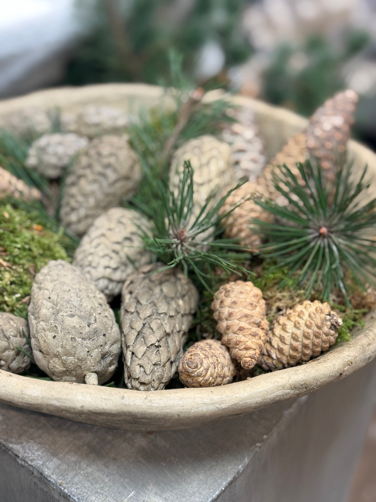 Gartenkunst Pinienzapfen‼️Lieferung erst ab Ende Oktober ‼️