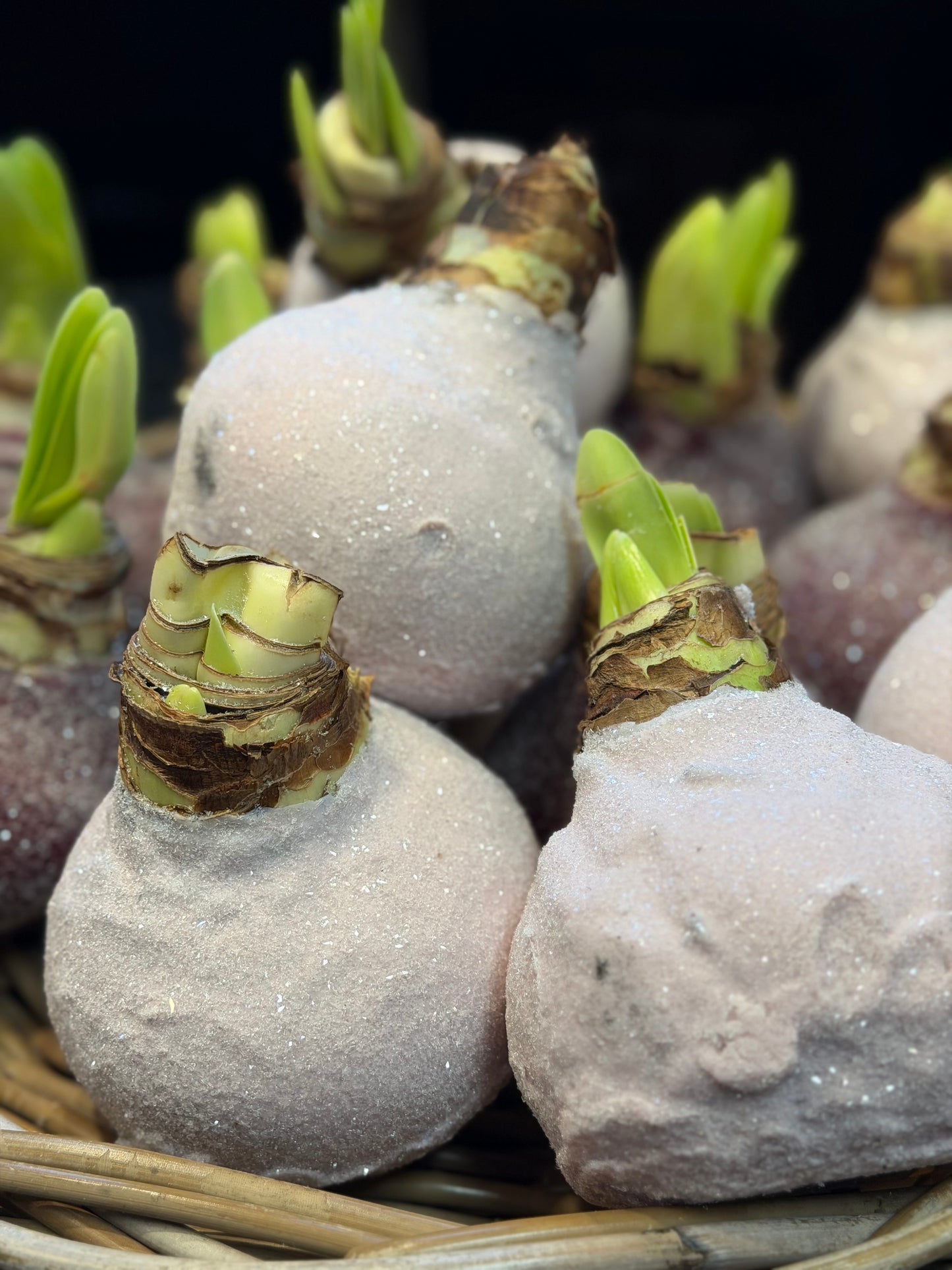 Amaryllis verschiedene Farben