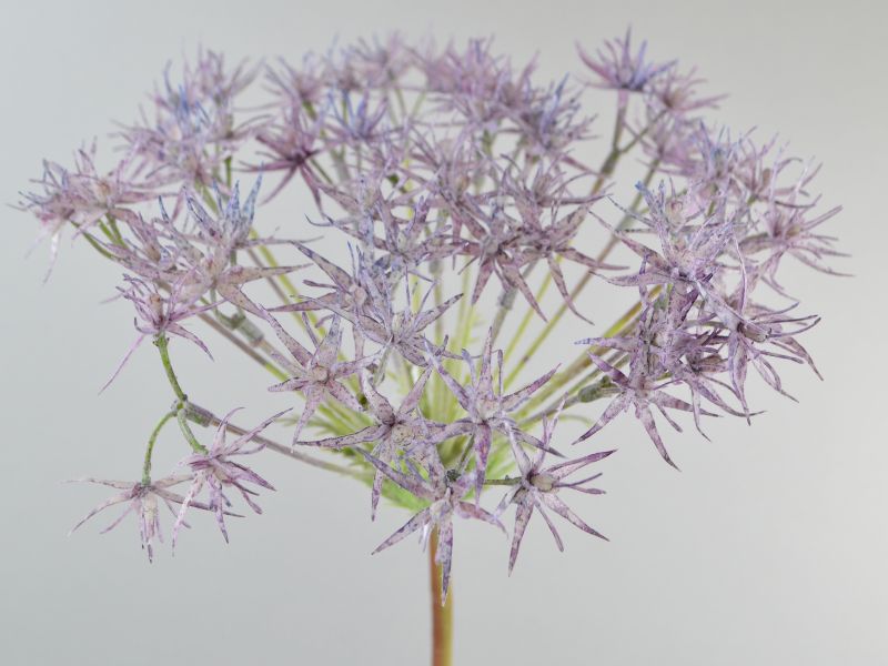 Seidenblumen Papyrusgras Zweig Lila Seidenblume/Kunstblume