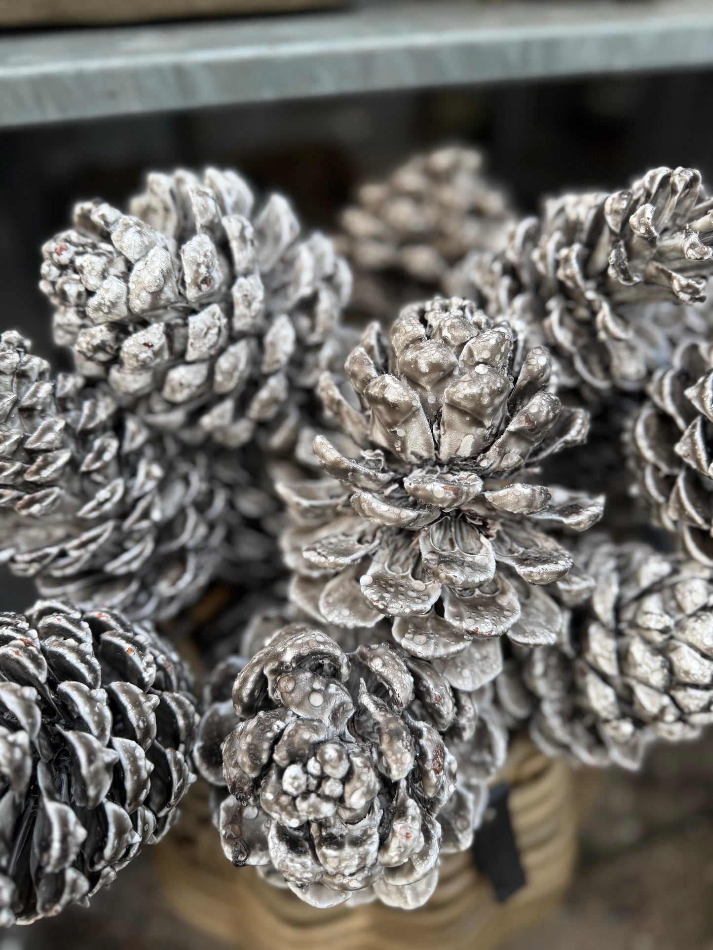 Zapfen gewachst verschiedene Farben