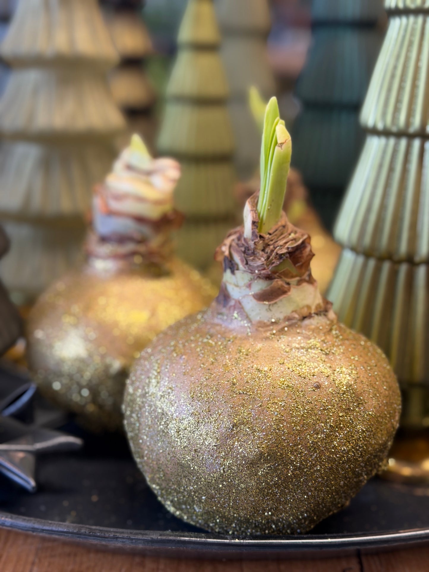 Amaryllis verschiedene Farben