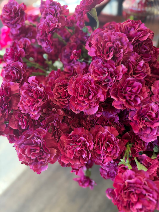 Seidenblume Nelke (Dianthus) Charly in Magenta