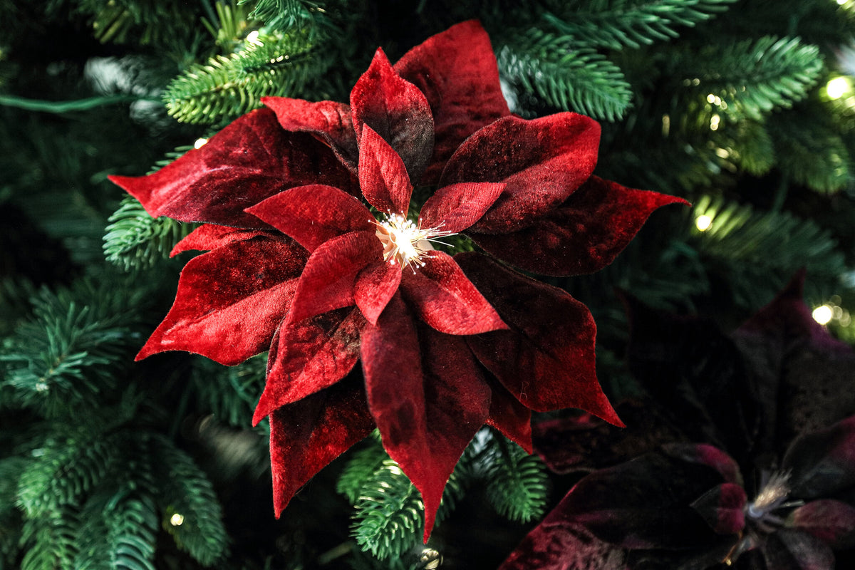 Weihnachtsstern Clip
