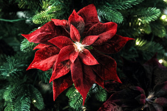 Weihnachtsstern Clip