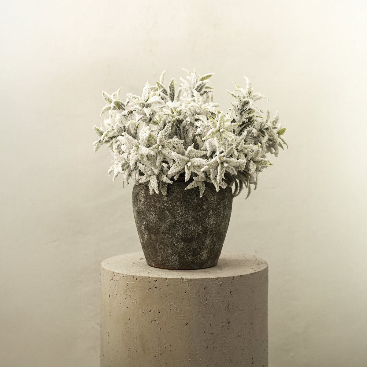Kunstblume Grüner Zweig einer Lorbeerpflanze, mit Schnee bedeckt
