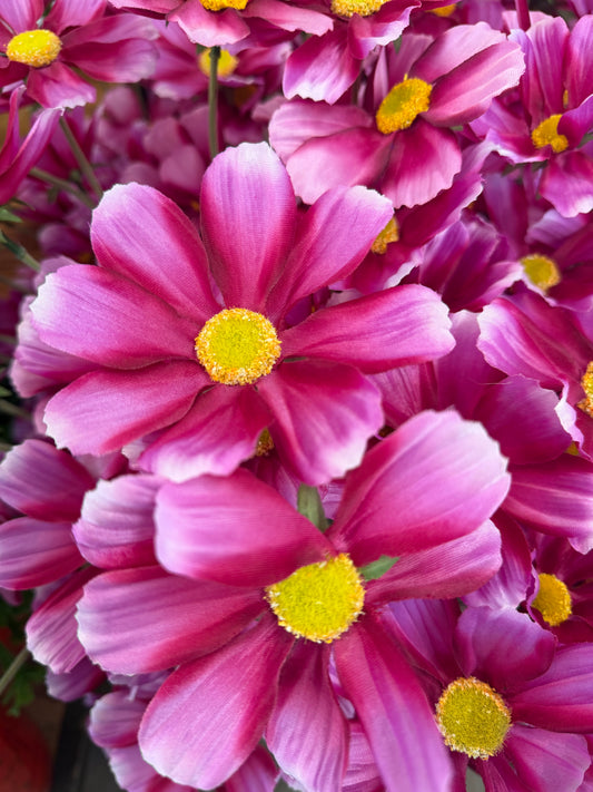 Seidenblume Cosmea (Schmuckkörbchen) rosa/pink
