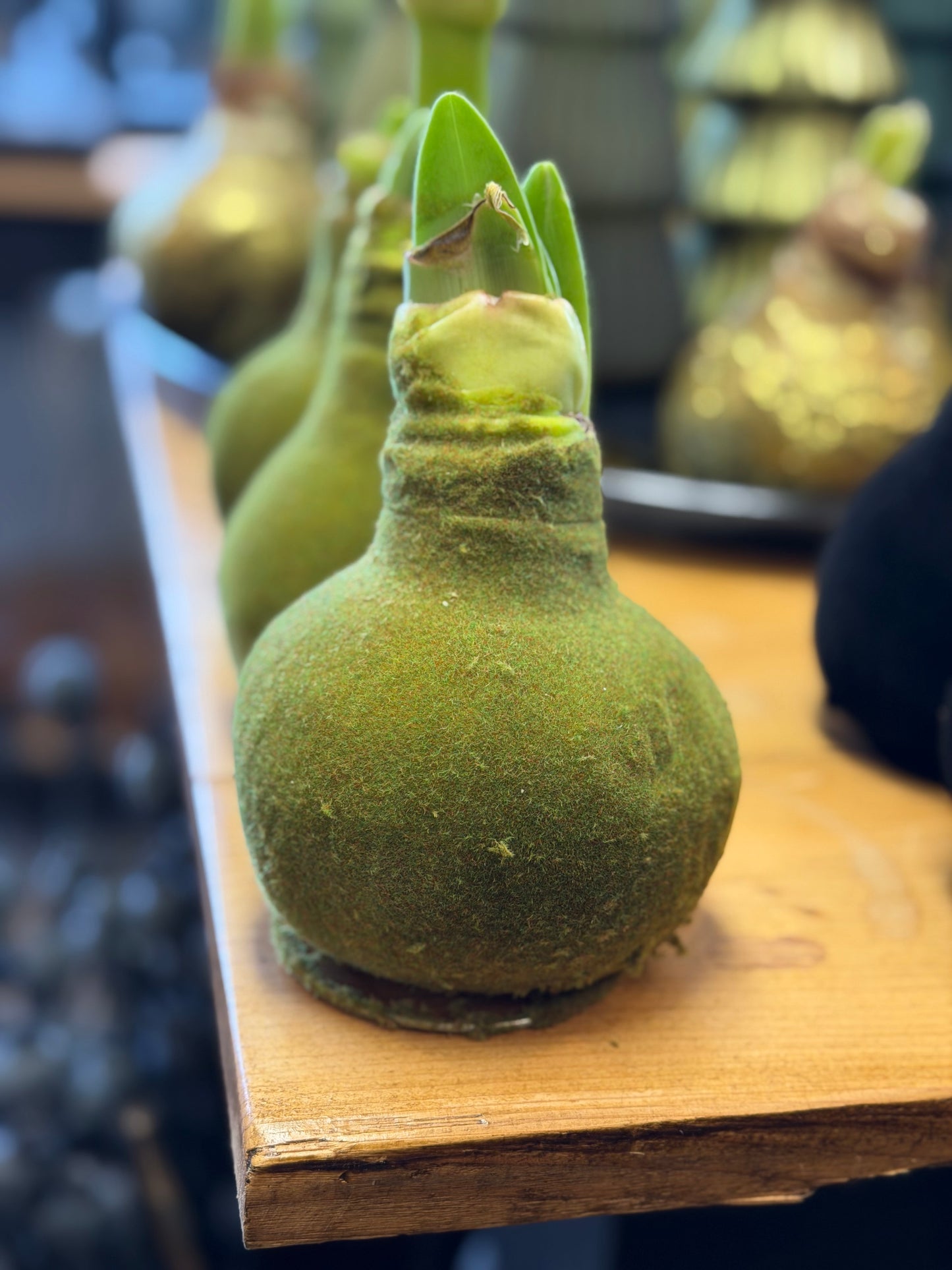 Amaryllis verschiedene Farben