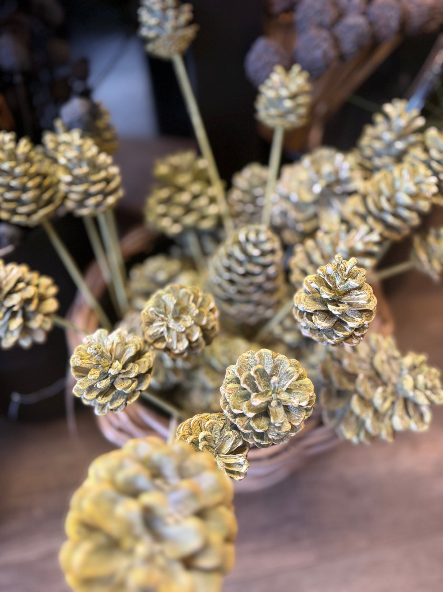 Zapfen gewachst verschiedene Farben