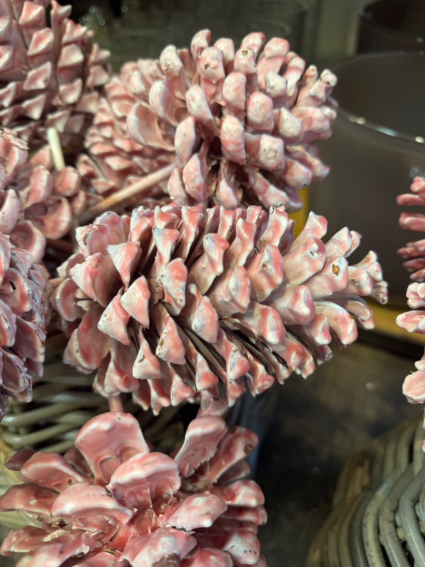 Zapfen gewachst verschiedene Farben