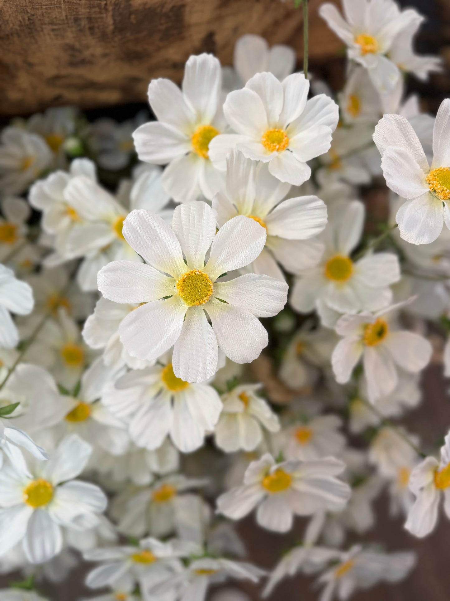 Seidenblume Cosmea (Schmuckkörbchen) weiß