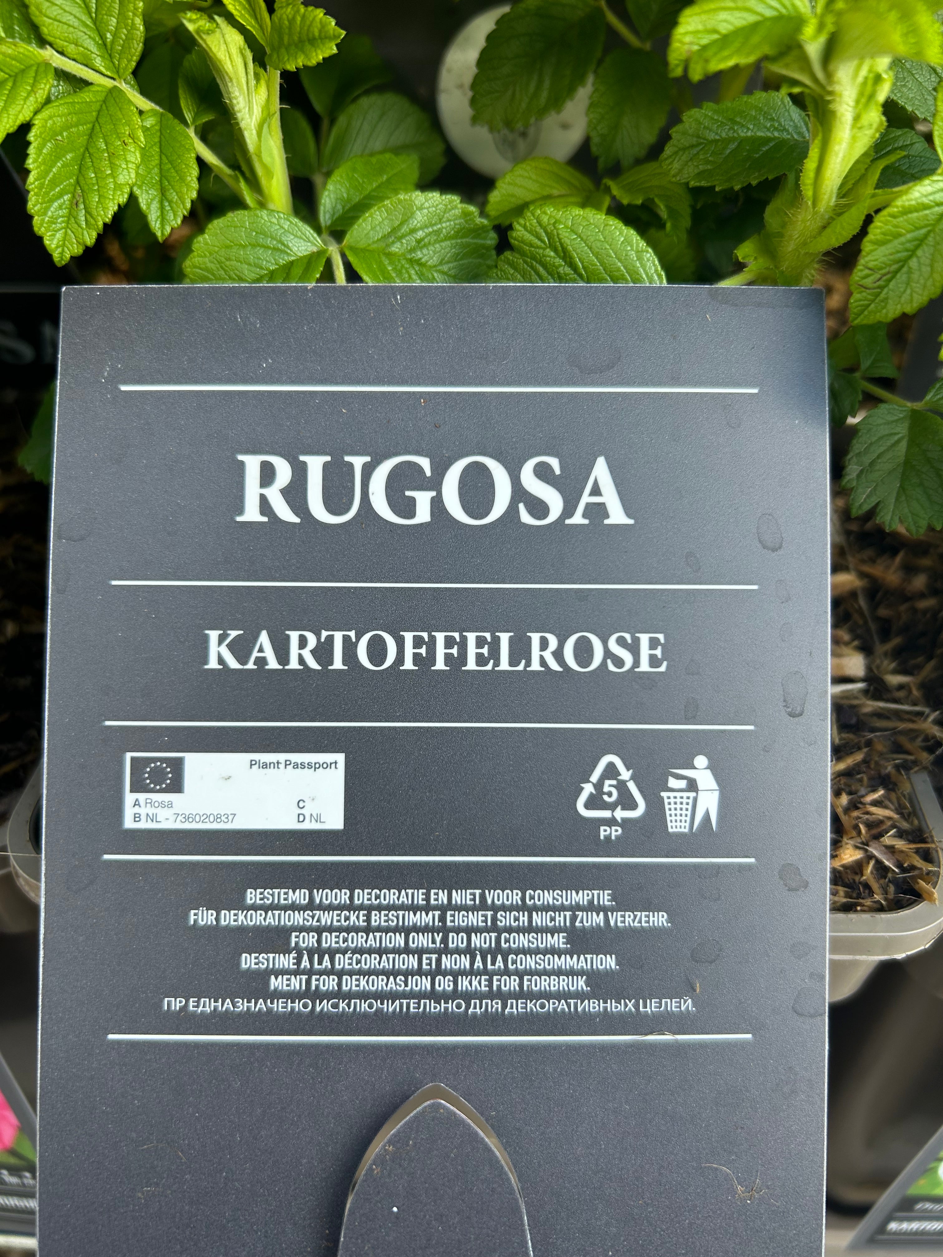 Sylt Rose Rugosa