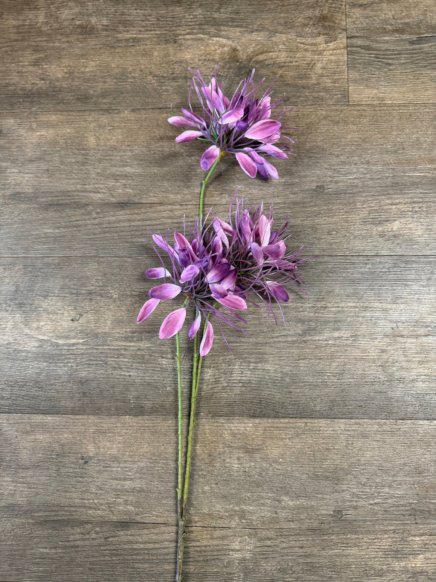 Seidenblume Spider
