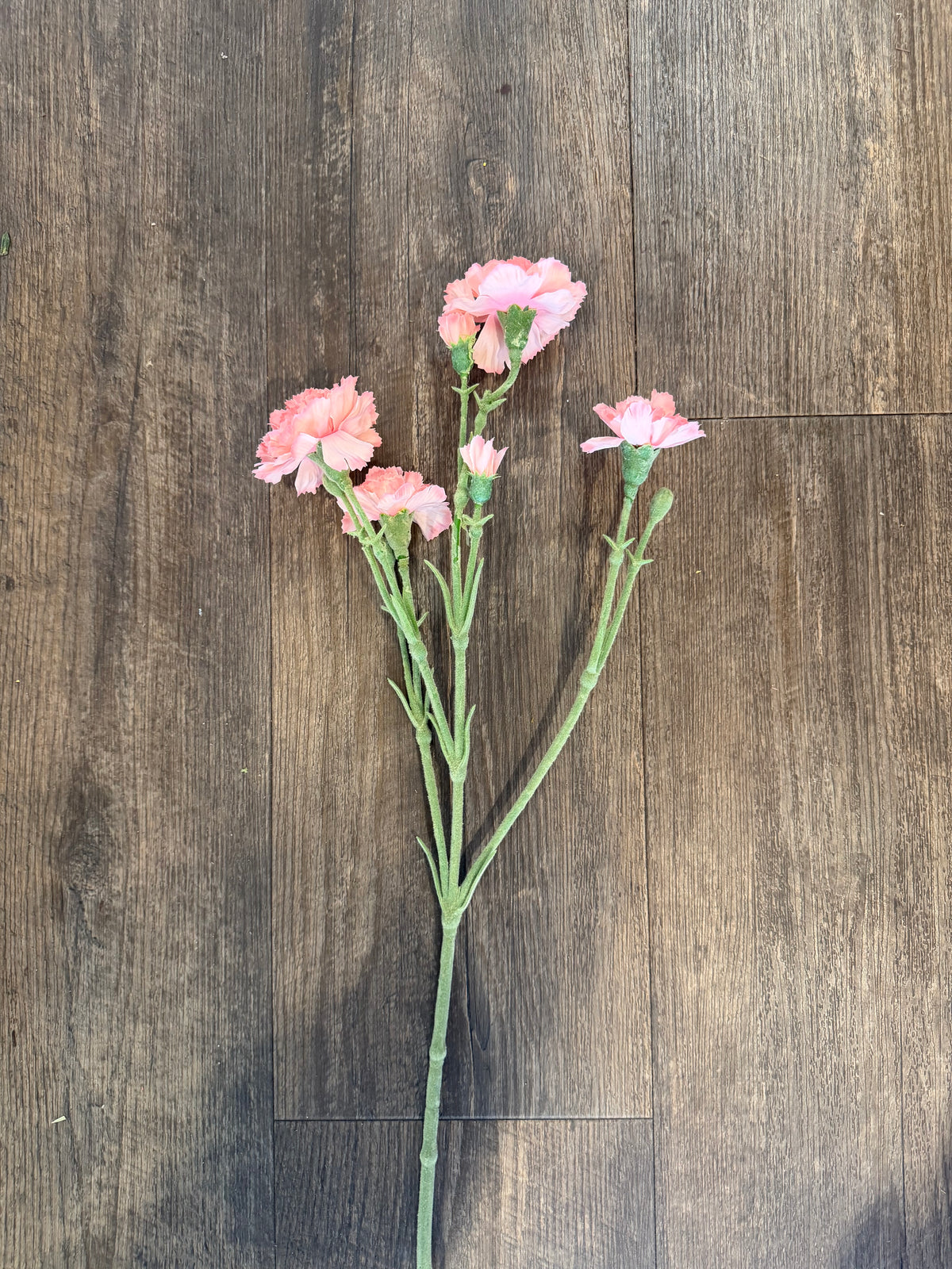 Seidenblume Nelke (Dianthus) Charly in Hellrosa