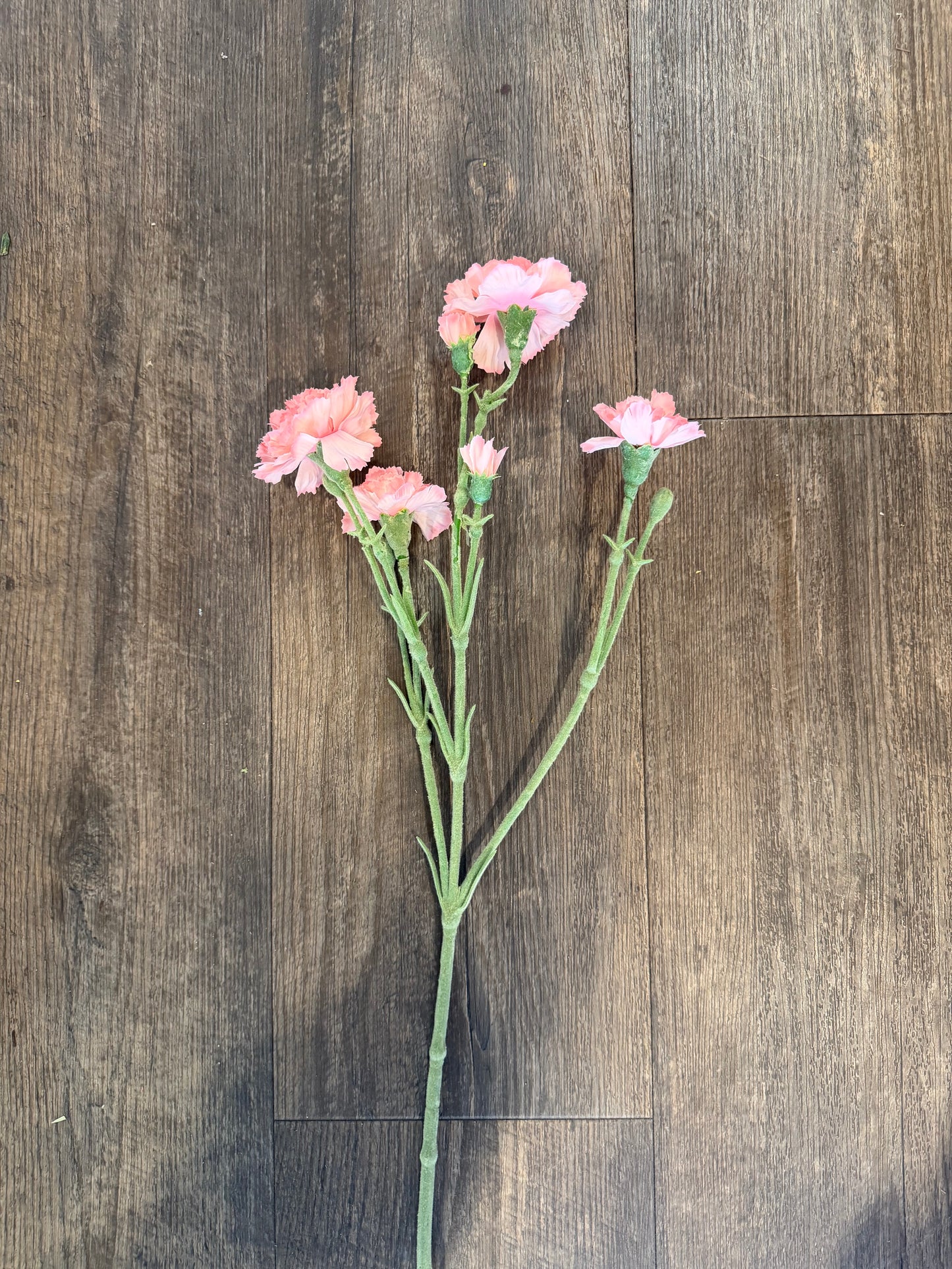Seidenblume Nelke (Dianthus) Charly in Hellrosa