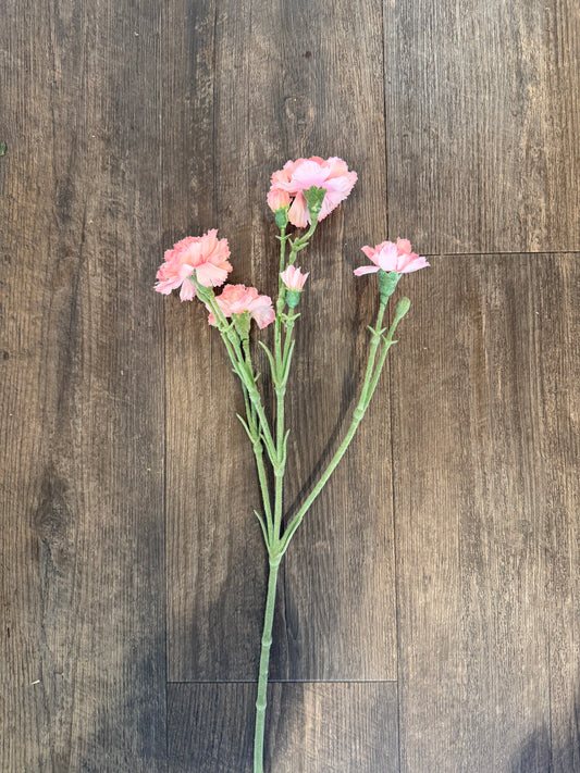 Seidenblume Nelke (Dianthus) Charly in Hellrosa
