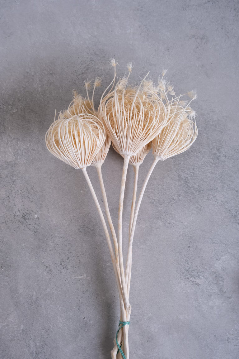 Bund getrockneter Ammi Majus (Weißer Dill/Knorperlmöhre)