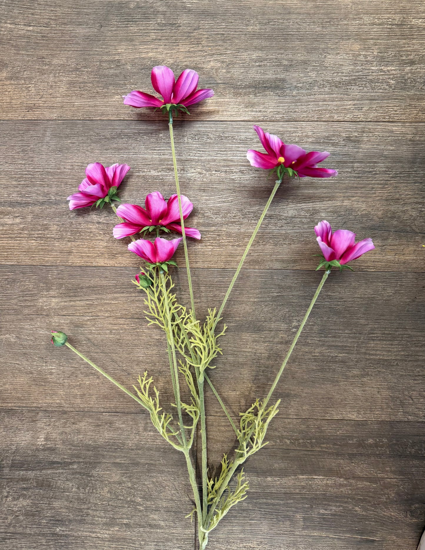 Seidenblume Cosmea (Schmuckkörbchen) rosa/pink