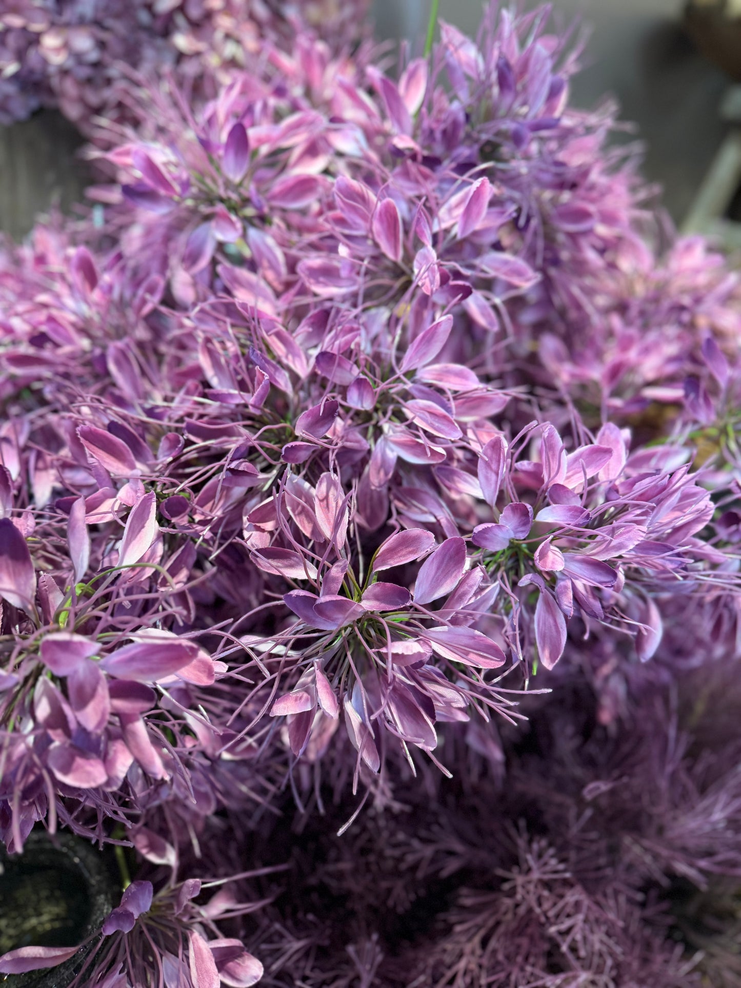 Seidenblume Spider