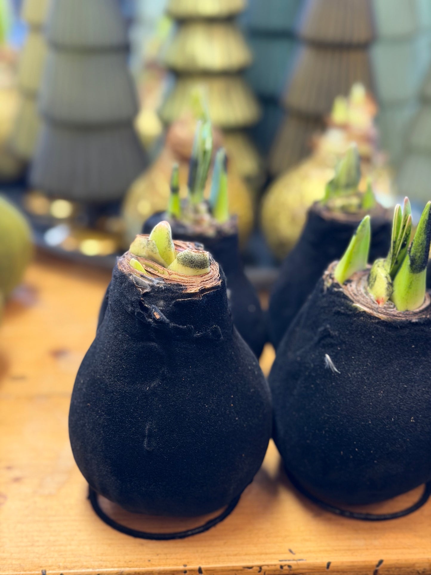 Amaryllis verschiedene Farben